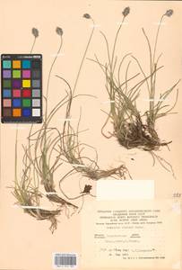 Sesleria coerulans Friv., Eastern Europe, West Ukrainian region (E13) (Ukraine)