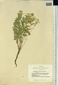 Euphorbia potaninii Prokh., Siberia, Altai & Sayany Mountains (S2) (Russia)