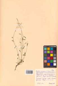 Arabidopsis lyrata subsp. petraea (L.) O'Kane & Al-Shehbaz, Siberia, Russian Far East (S6) (Russia)