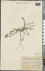 Corispermum hyssopifolium L., Eastern Europe, Middle Volga region (E8) (Russia)