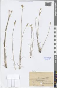 Dianthus, Middle Asia, Caspian Ustyurt & Northern Aralia (M8) (Kazakhstan)