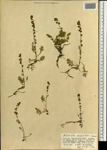 Artemisia phaeolepis Krasch., Mongolia (MONG) (Mongolia)