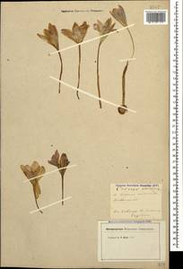 Crocus speciosus M.Bieb., Caucasus, Georgia (K4) (Georgia)
