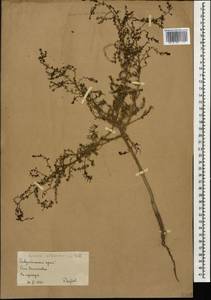 Suaeda altissima (L.) Pall., Caucasus, Stavropol Krai, Karachay-Cherkessia & Kabardino-Balkaria (K1b) (Russia)