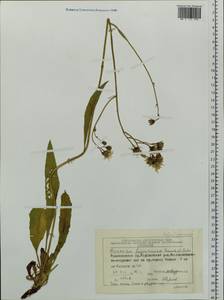 Hieracium subpellucidum (Norrl.) Norrl., Siberia, Central Siberia (S3) (Russia)