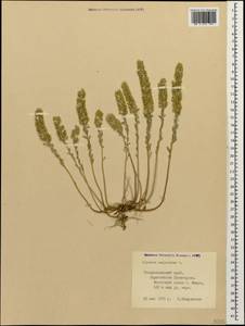 Alyssum alyssoides (L.) L., Caucasus, Stavropol Krai, Karachay-Cherkessia & Kabardino-Balkaria (K1b) (Russia)