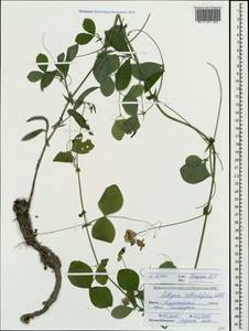 Lathyrus rotundifolius Willd., Crimea (KRYM) (Russia)