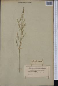Achnatherum miliaceum (L.) P.Beauv., Western Europe (EUR) (Not classified)