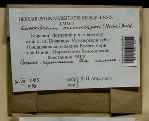 Bucklandiella microcarpos (Hedw.) Bedn.-Ochyra & Ochyra, Bryophytes, Bryophytes - Karelia, Leningrad & Murmansk Oblasts (B4) (Russia)