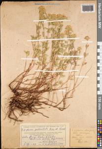 Ziziphora pedicellata Pazij & Vved., Middle Asia, Western Tian Shan & Karatau (M3) (Kazakhstan)