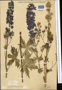 Delphinium dictyocarpum DC., Middle Asia, Dzungarian Alatau & Tarbagatai (M5) (Kazakhstan)