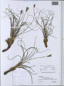 Pseudopodospermum turcomanicum (Krasch. & Lipsch.) Zaika, Sukhor & N. Kilian, Middle Asia, Kopet Dag, Badkhyz, Small & Great Balkhan (M1) (Turkmenistan)