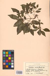 Elsholtzia ciliata (Thunb.) Hyl., Eastern Europe, Moscow region (E4a) (Russia)
