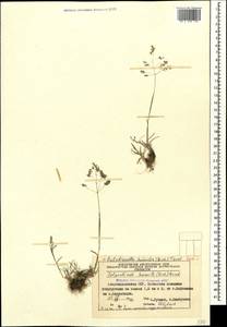 Catabrosella humilis (M.Bieb.) Tzvelev, Caucasus, Azerbaijan (K6) (Azerbaijan)