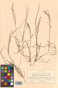 Glyceria leptorhiza (Maxim.) Kom., Siberia, Russian Far East (S6) (Russia)