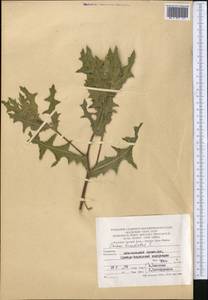 Centaurea benedicta (L.) L., Middle Asia, Kopet Dag, Badkhyz, Small & Great Balkhan (M1) (Turkmenistan)