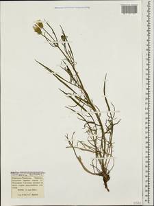 Scorzonera laciniata L., Caucasus, Stavropol Krai, Karachay-Cherkessia & Kabardino-Balkaria (K1b) (Russia)