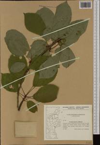 Prunus avium (L.) L., Western Europe (EUR) (Denmark)