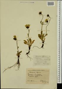 Hieracium alpinum L., Eastern Europe, Northern region (E1) (Russia)