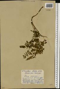 Vicia sepium L., Eastern Europe, Western region (E3) (Russia)