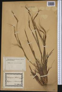 Heteropogon contortus (L.) P.Beauv. ex Roem. & Schult., Western Europe (EUR) (Not classified)