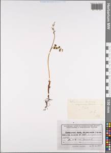 Botrychium lunaria (L.) Sw., Siberia, Russian Far East (S6) (Russia)