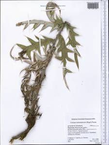 Cirsium turkestanicum (Regel) Petr., Middle Asia, Western Tian Shan & Karatau (M3) (Kyrgyzstan)