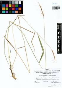 Elymus gmelinii (Trin.) Tzvelev, Siberia, Baikal & Transbaikal region (S4) (Russia)
