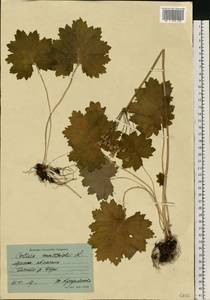 Primula matthioli subsp. matthioli, Eastern Europe, Northern region (E1) (Russia)