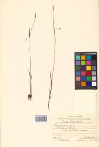 Carex laxa Wahlenb., Siberia, Russian Far East (S6) (Russia)