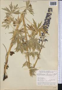 Delphinium glaucum S. Watson, America (AMER) (Canada)