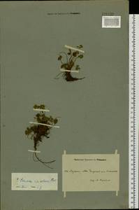 Potentilla villosa Pall. ex Pursh, Siberia, Yakutia (S5) (Russia)