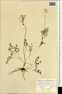 Thalictrum petaloideum L., Mongolia (MONG) (Mongolia)