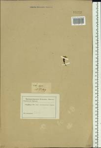 Saxifraga oppositifolia L., Siberia (no precise locality) (S0) (Russia)