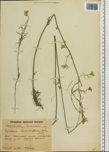 Erysimum quadrangulum Desf., Eastern Europe, Lower Volga region (E9) (Russia)