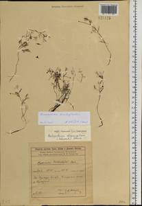 Ranunculus trichophyllus Chaix, Siberia, Baikal & Transbaikal region (S4) (Russia)