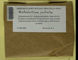 Diobelonella palustris (Dicks.) Ochyra, Bryophytes, Bryophytes - Karelia, Leningrad & Murmansk Oblasts (B4) (Russia)