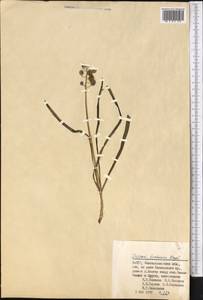 Muscari neglectum Guss. ex Ten., Middle Asia, Pamir & Pamiro-Alai (M2) (Uzbekistan)
