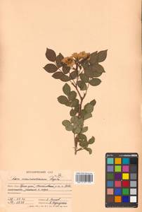 Rosa maximowicziana Regel, Siberia, Russian Far East (S6) (Russia)