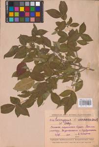 Euonymus verrucosus Scop., Eastern Europe, Middle Volga region (E8) (Russia)