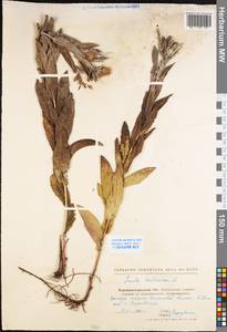 Pentanema salicinum (L.) D. Gut. Larr., Santos-Vicente, Anderb., E. Rico & M. M. Mart. Ort., Eastern Europe, North Ukrainian region (E11) (Ukraine)