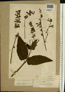 Salvia pratensis L., Eastern Europe, Central forest-and-steppe region (E6) (Russia)