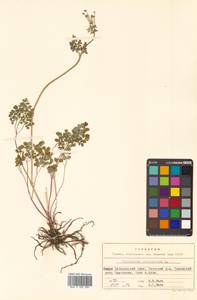 Thalictrum petaloideum L., Siberia, Russian Far East (S6) (Russia)