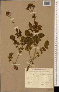 Valeriana sisymbriifolia Vahl, Caucasus, Turkish Caucasus (NE Turkey) (K7) (Turkey)