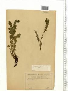 Potentilla pimpinelloides L., Eastern Europe, Central forest-and-steppe region (E6) (Russia)