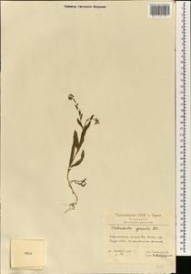 Calendula arvensis L., South Asia, South Asia (Asia outside ex-Soviet states and Mongolia) (ASIA) (Iran)