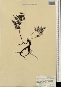 Pedicularis condensata M. Bieb., Caucasus, Abkhazia (K4a) (Abkhazia)