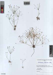 Androsace filiformis Retz., Siberia, Altai & Sayany Mountains (S2) (Russia)