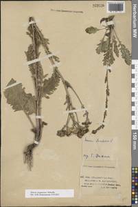 Jacobaea ferganensis (Schischk.) B.Nord., Eastern Europe, Lower Volga region (E9) (Russia)