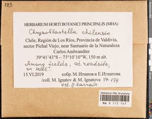 Chrysoblastella chilensis (Mont.) Reimers, Bryophytes, Bryophytes - America (BAm) (Chile)